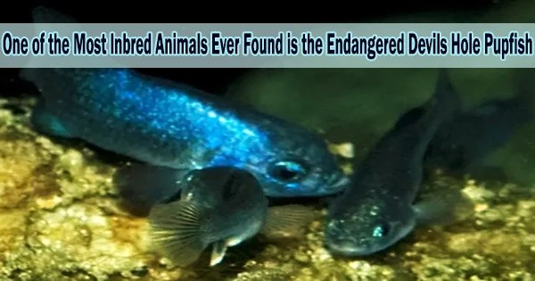 One of the Most Inbred Animals Ever Found is the Endangered Devils Hole Pupfish