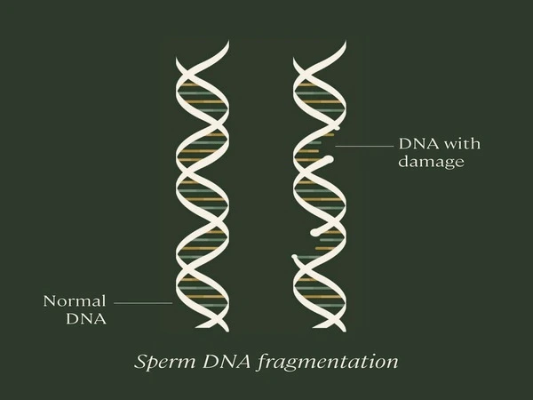 Paternal-DNA-Damage-from-Radiation-is-Passed-Down-to-Offspring-1
