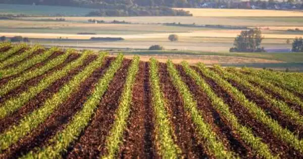 Plant Breeding to Increase Crop Yields