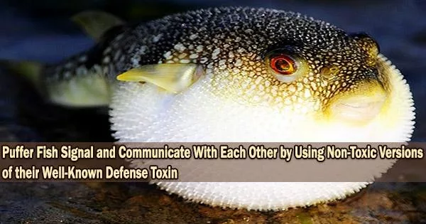 Puffer Fish Signal and Communicate With Each Other by Using Non-Toxic Versions of their Well-Known Defense Toxin