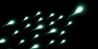 Spermatogenesis is Undergoing Rapid Evolution
