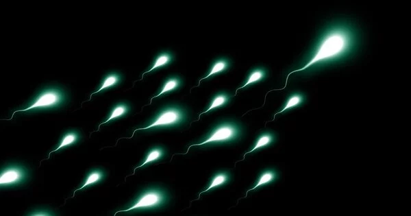 Spermatogenesis is Undergoing Rapid Evolution
