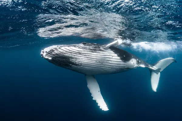 Scientists-believe-Whales-could-be-a-Valuable-Carbon-Sink-1