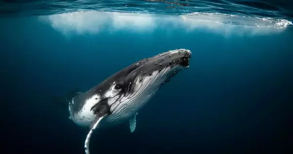 Scientists believe Whales could be a Valuable Carbon Sink