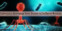 Staphylococcal Bacteriophage Atomic Structure via Cryo-Electron Microscopy