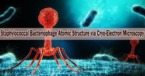 Staphylococcal Bacteriophage Atomic Structure via Cryo-Electron Microscopy