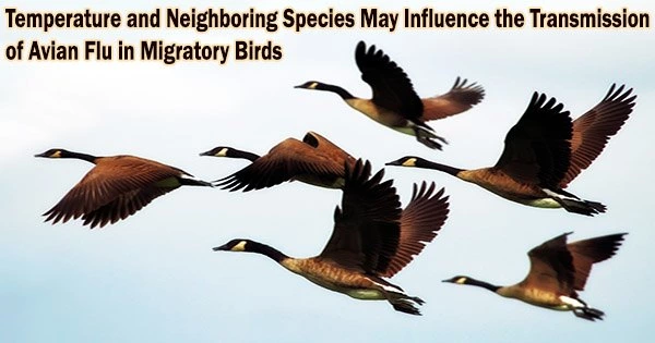 Temperature and Neighboring Species May Influence the Transmission of Avian Flu in Migratory Birds
