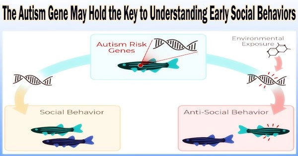 The Autism Gene May Hold the Key to Understanding Early Social Behaviors