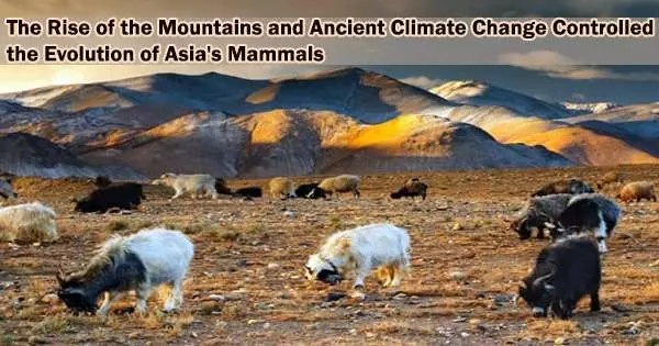The Rise of the Mountains and Ancient Climate Change Controlled the Evolution of Asia’s Mammals