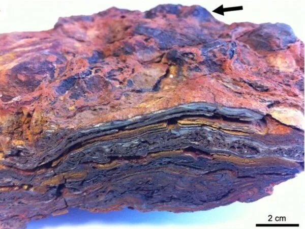 The-Search-for-Life-on-Mars-and-Earths-Oldest-Stromatolites-1