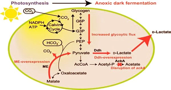 The-pathway-for-converting-Carbon-Dioxide-into-D-lactate