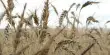 Toxic Fungal Toxins in Wheat – a Growing Concern
