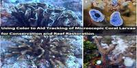 Using Color to Aid Tracking of Microscopic Coral Larvae for Conservation and Reef Restoration