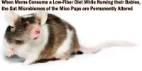 When Moms Consume a Low-Fiber Diet While Nursing their Babies, the Gut Microbiomes of the Mice Pups are Permanently Altered