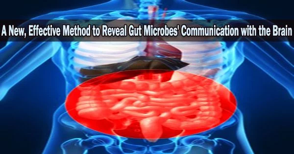 A New, Effective Method to Reveal Gut Microbes’ Communication with the Brain