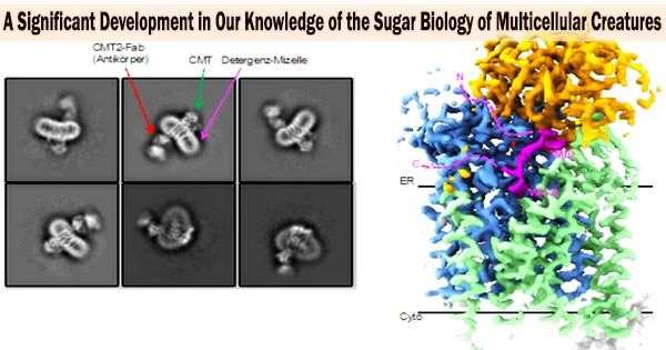 A Significant Development in Our Knowledge of the Sugar Biology of Multicellular Creatures