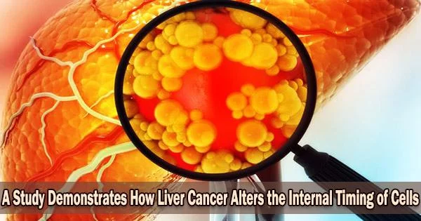 A Study Demonstrates How Liver Cancer Alters the Internal Timing of Cells