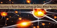 According to Recent Studies, Learning can Occur Without Neurons
