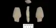 Archaeologists discover the Americas’ Oldest known Projectile Points