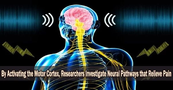 By Activating the Motor Cortex, Researchers Investigate Neural Pathways that Relieve Pain