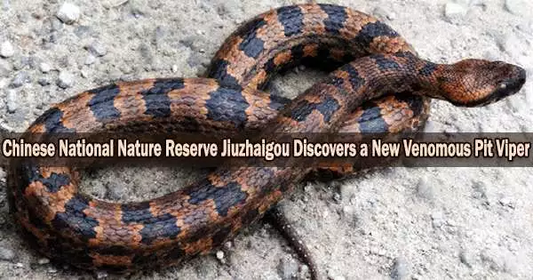 Chinese National Nature Reserve Jiuzhaigou Discovers a New Venomous Pit Viper