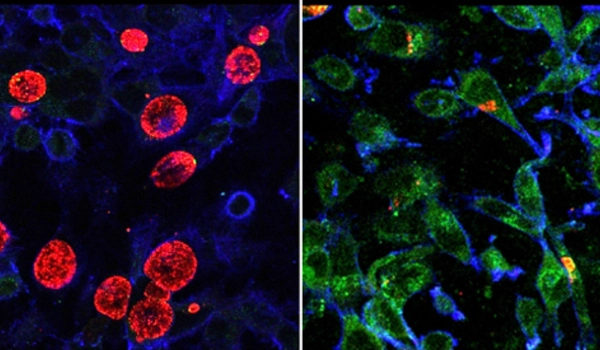 Chlamydiae-Broaden-our-Understanding-of-the-Evolution-of-Intracellular-Bacteria-1