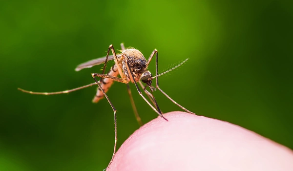 Climate-Factors-influence-Mosquito-Activity-in-the-Future-1
