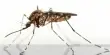 Climate Factors influence Mosquito Activity in the Future
