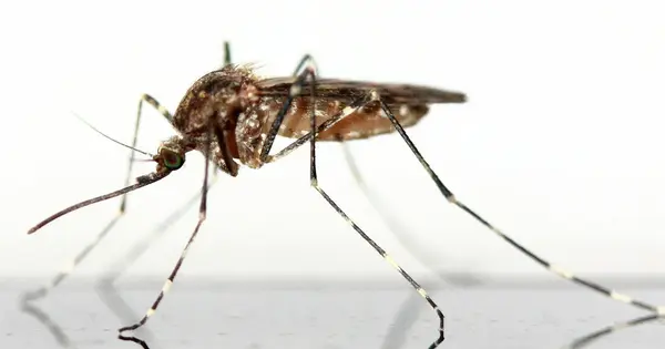 Climate Factors influence Mosquito Activity in the Future