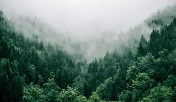 Climate-change-in-the-forests-of-northern-Germany-1