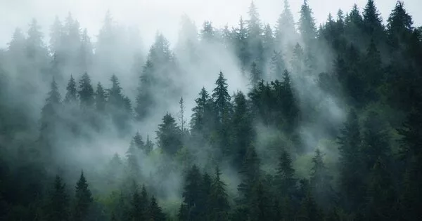 Climate Change in Northern German Forests