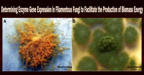 Determining Enzyme Gene Expression in Filamentous Fungi to Facilitate the Production of Biomass Energy