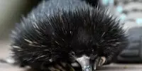 Echidna’s Tricks for Beating the Heat include Blowing Bubbles