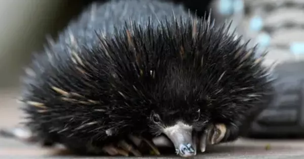 Echidna’s Tricks for Beating the Heat include Blowing Bubbles