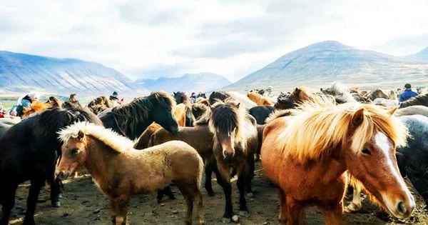 Every-year-in-the-north-of-Iceland-hundreds-of-locals-and-visitors-gather-for-one-of-the-biggest-horse-events-in-the-country