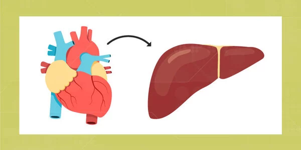 Heart-Health-is-impacted-by-Liver-Illness-at-any-Stage-1
