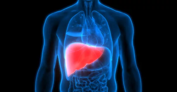 Heart Health is impacted by Liver Illness at any Stage