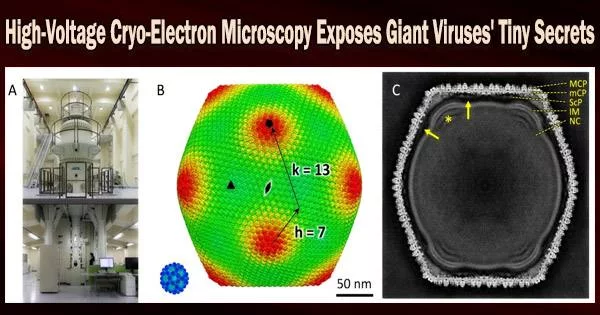 High-Voltage Cryo-Electron Microscopy Exposes Giant Viruses’ Tiny Secrets