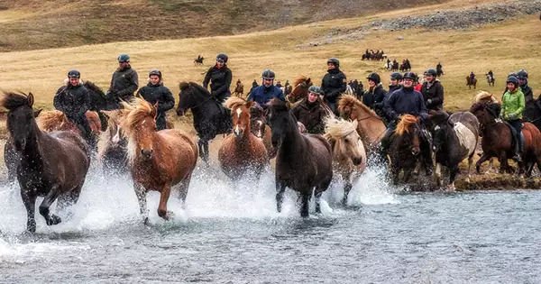 Iceland-has-more-than-90000-horses
