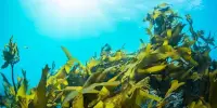 Kelp Farms have the Potential to help reduce Coastal Marine Pollution