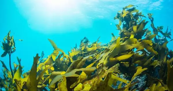 Kelp Farms have the Potential to help reduce Coastal Marine Pollution