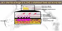 Loss of Smell may be Brought on by COVID-19 Inflammation Rather than the Virus Itself
