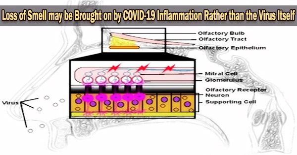 Loss of Smell may be Brought on by COVID-19 Inflammation Rather than the Virus Itself