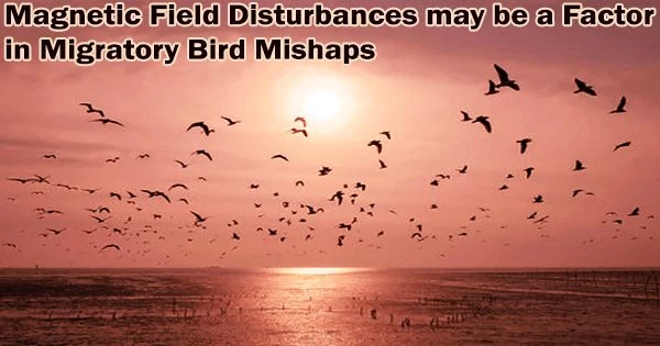 Magnetic Field Disturbances may be a Factor in Migratory Bird Mishaps
