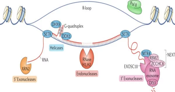 Monitoring-RNA-Regulation-at-the-Molecular-Level-1