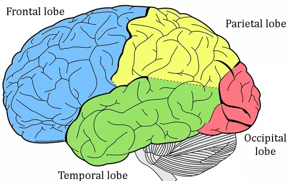 Little brain better visualized with the help of new technology