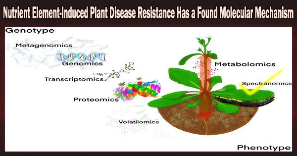 Nutrient Element-Induced Plant Disease Resistance Has a Found Molecular Mechanism