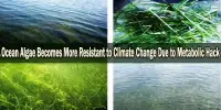 Ocean Algae Becomes More Resistant to Climate Change Due to Metabolic Hack
