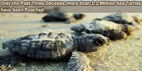 Over the Past Three Decades, more than 1.1 Million Sea Turtles have been Poached
