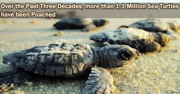 Over the Past Three Decades, more than 1.1 Million Sea Turtles have been Poached